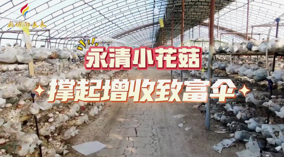短視頻丨永清小花菇撐起增收致富傘