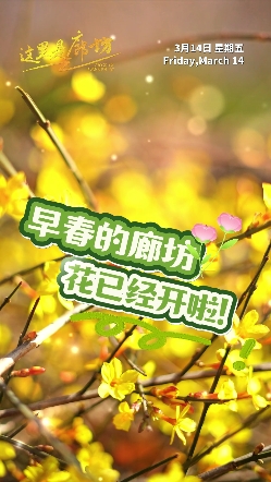 【這里是廊坊】早春的廊坊，花已經(jīng)開(kāi)啦！