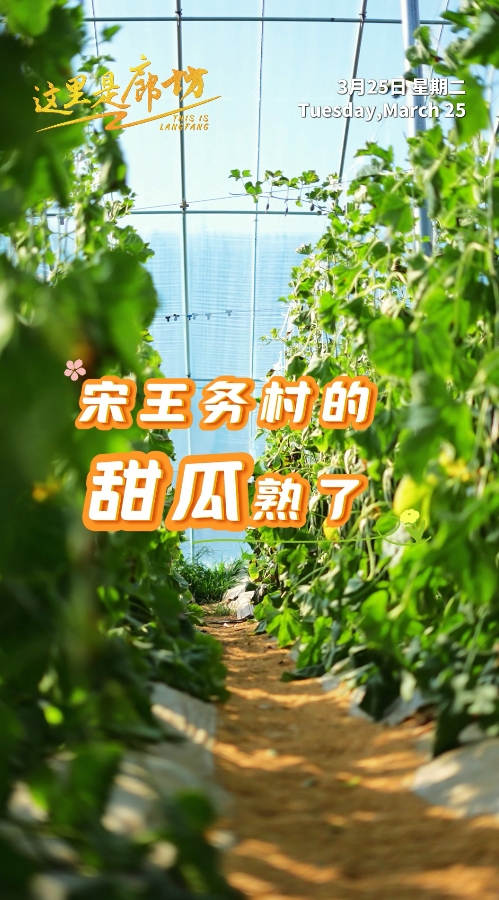 【這里是廊坊】宋王務(wù)村的甜瓜熟了