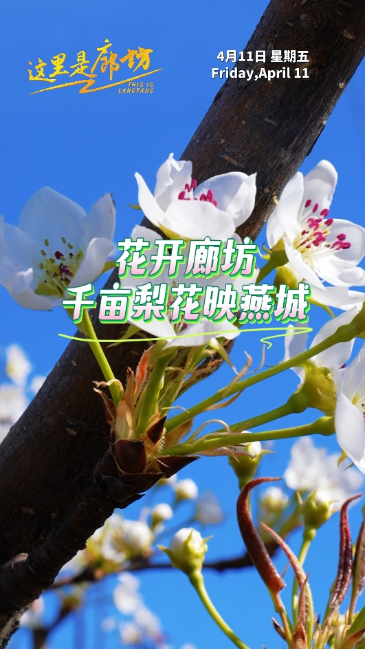 【這里是廊坊】花開(kāi)廊坊 千畝梨花映燕城