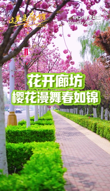 【這里是廊坊】花開(kāi)廊坊 櫻花漫舞春如錦