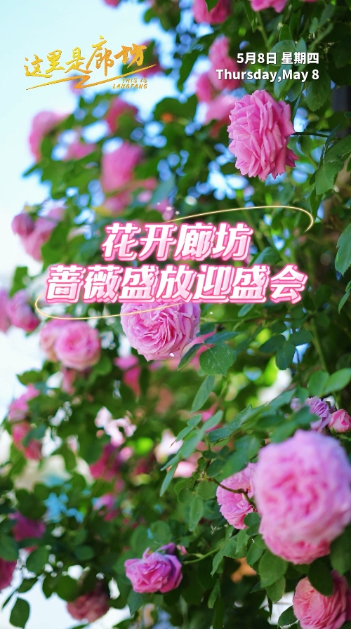 【這里是廊坊】花開廊坊 薔薇盛放迎盛會